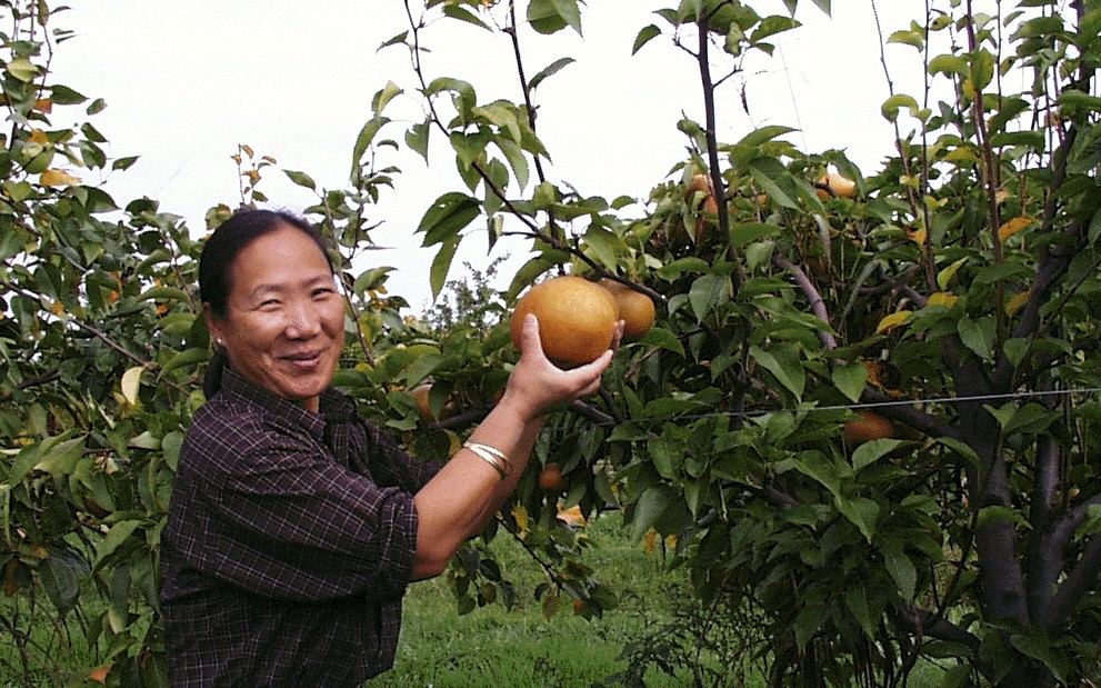 Asian pear seedling